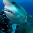 Diving With Sharks In The Bahamas
